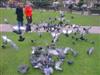 Molly and Lisa with lots of pigeons in SOHO Square.