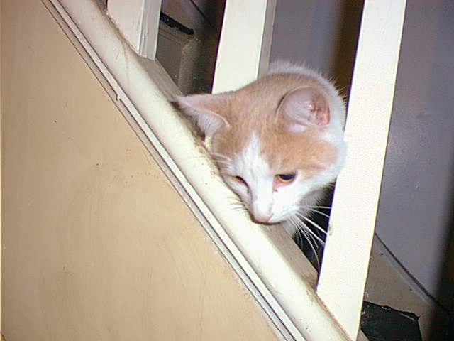 I think the cat sees something tasty on the floor