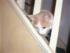 I think the cat sees something tasty on the floor