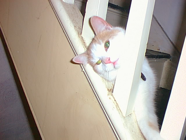 the cutest cat you will ever find