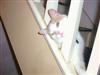 the cutest cat you will ever find