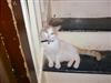 Adorable Cat