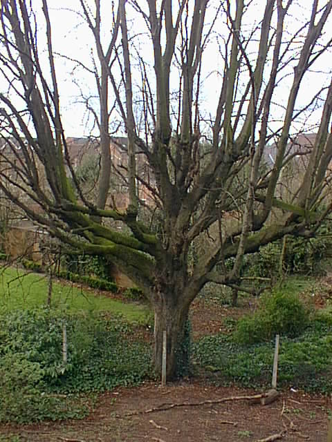 one freaky tree